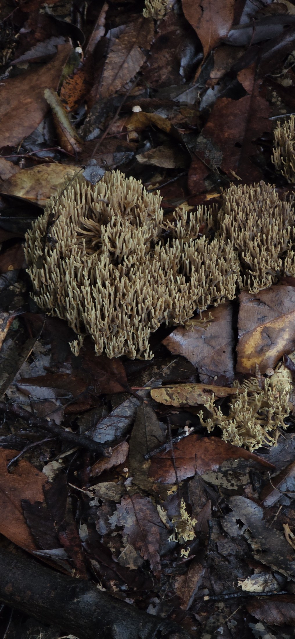 Detailaufnahme von Korallenpilz auf Waldboden